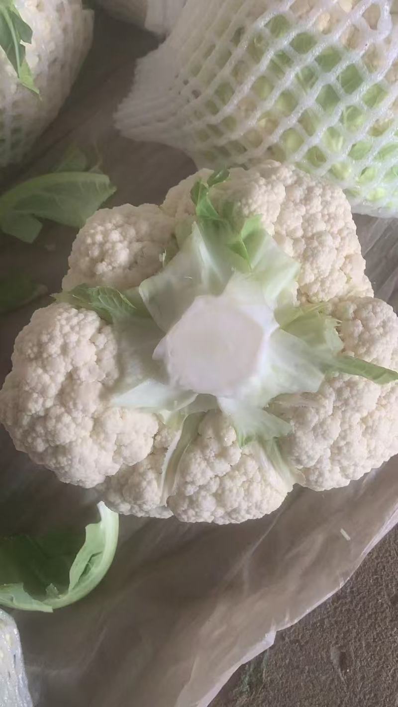 白花花菜，湖北白花花菜诚信代办，发货装车一条龙服务