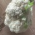 白花花菜，湖北白花花菜诚信代办，发货装车一条龙服务