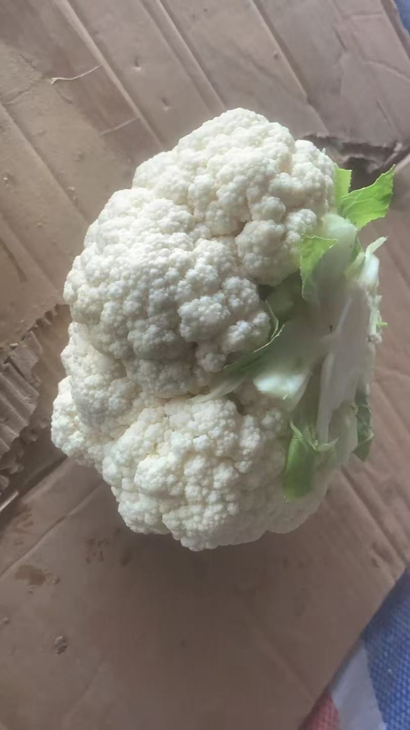 白花花菜，湖北白花花菜诚信代办，发货装车一条龙服务