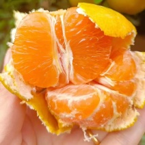 正宗涌泉蜜桔