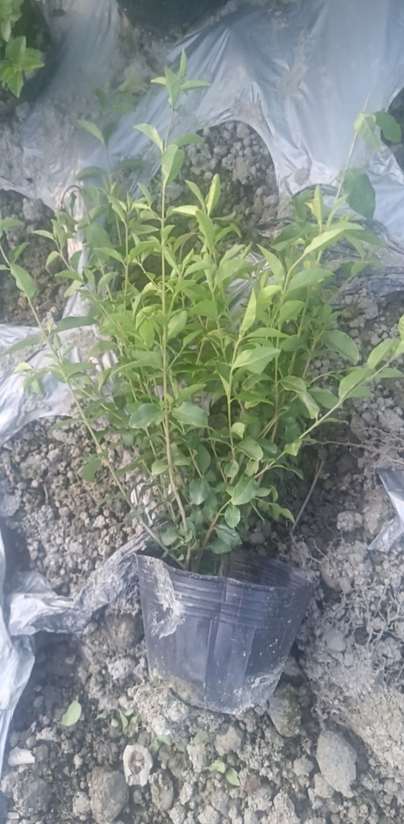 精品金禾女贞苗，基地批发，大小杯各种规格。