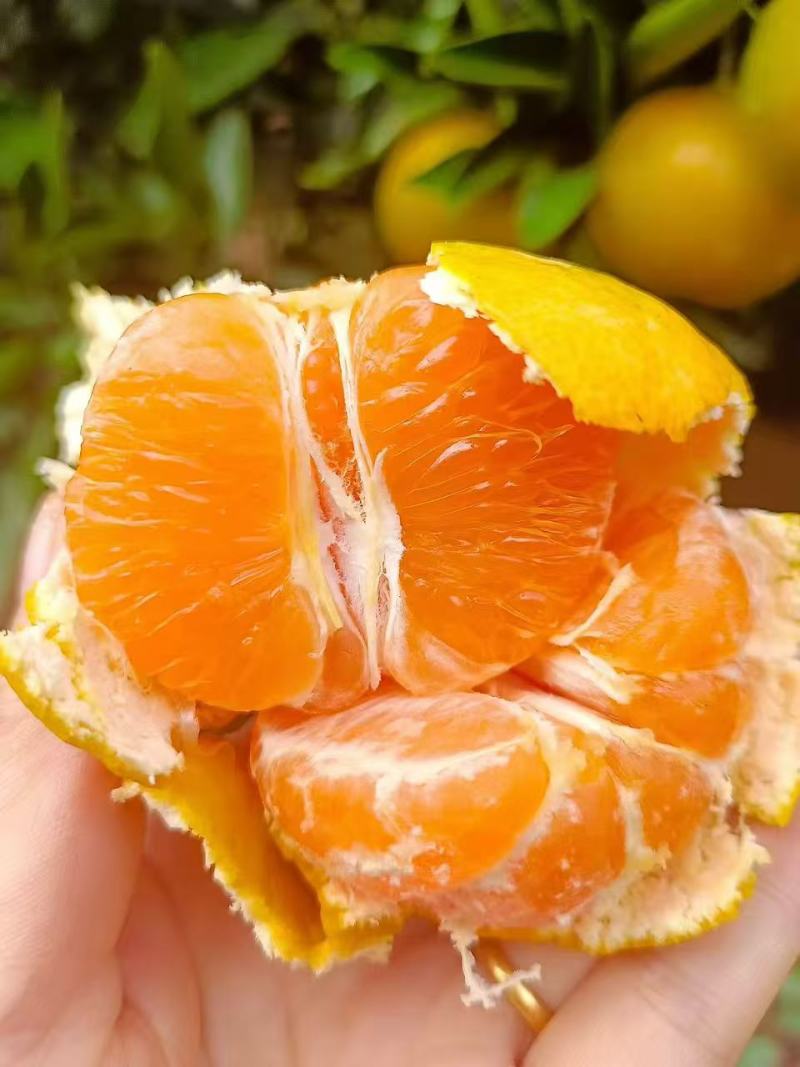 正宗涌泉蜜桔