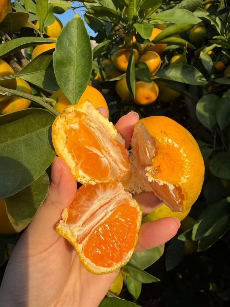 正宗涌泉蜜桔