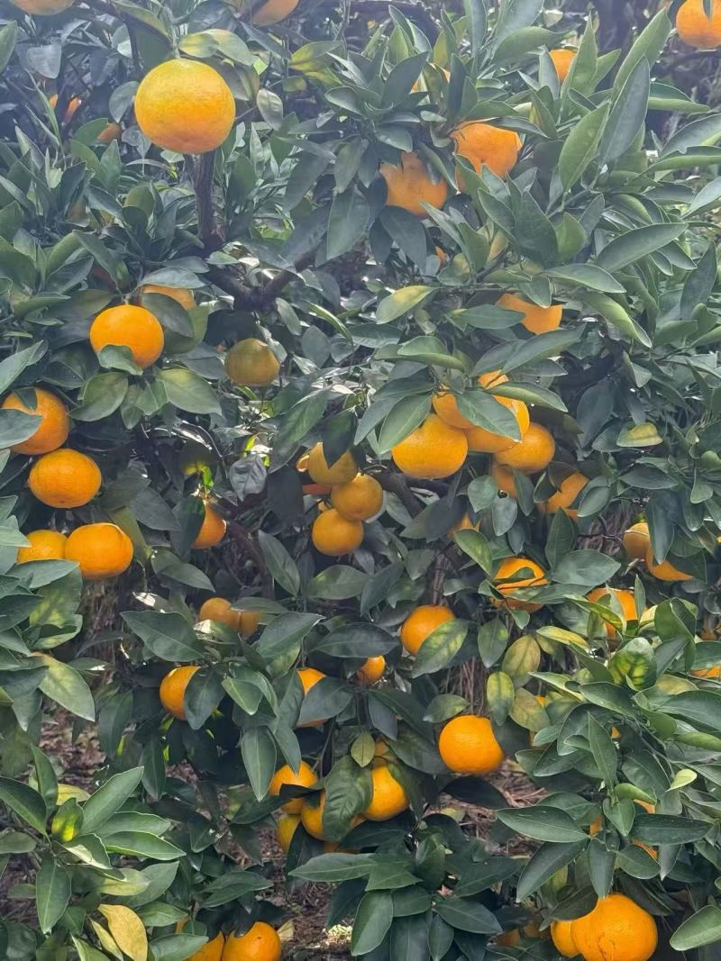 正宗涌泉蜜桔