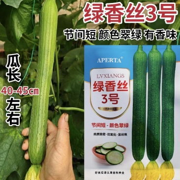 绿香丝3号丝瓜种子杂交早熟翠绿长香丝瓜种籽产量高鲜花丝瓜