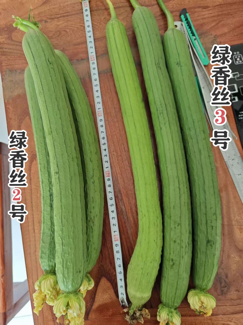 绿香丝3号丝瓜种子杂交早熟翠绿长香丝瓜种籽产量高鲜花丝瓜