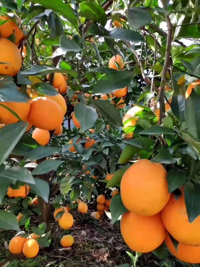《一件代发》赣南脐橙脐橙基地直发货源充足