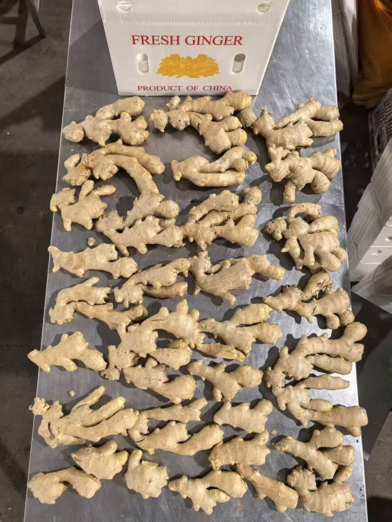 热卖_电商货-【市场】(大黄姜风干姜/水洗姜/沙土姜)等