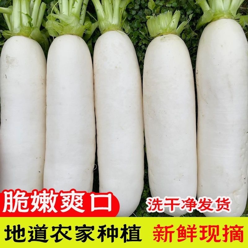 河北白萝卜/河北沧州河间市发货/产区直发