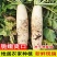 河北白萝卜/河北沧州河间市发货/产区直发