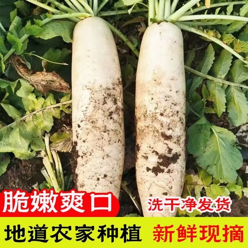 河北白萝卜/河北沧州河间市发货/产区直发