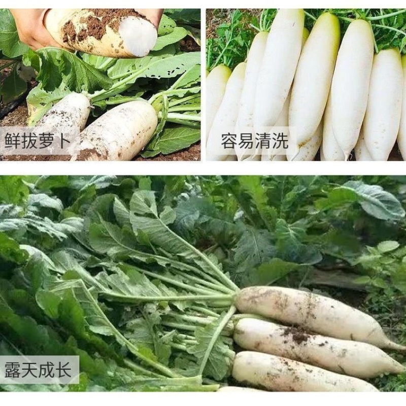 河北白萝卜/河北沧州河间市发货/产区直发
