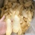天麻大片新货上市颜色漂亮百万销量广州店售后无忧