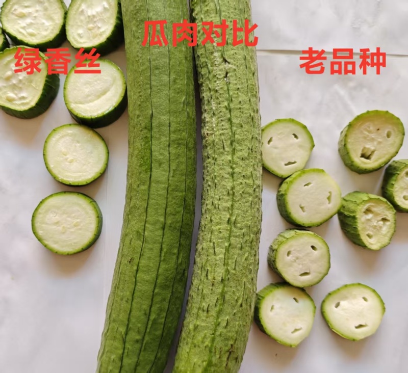 绿香丝3号丝瓜种子杂交早熟翠绿长香丝瓜种籽产量高鲜花丝瓜