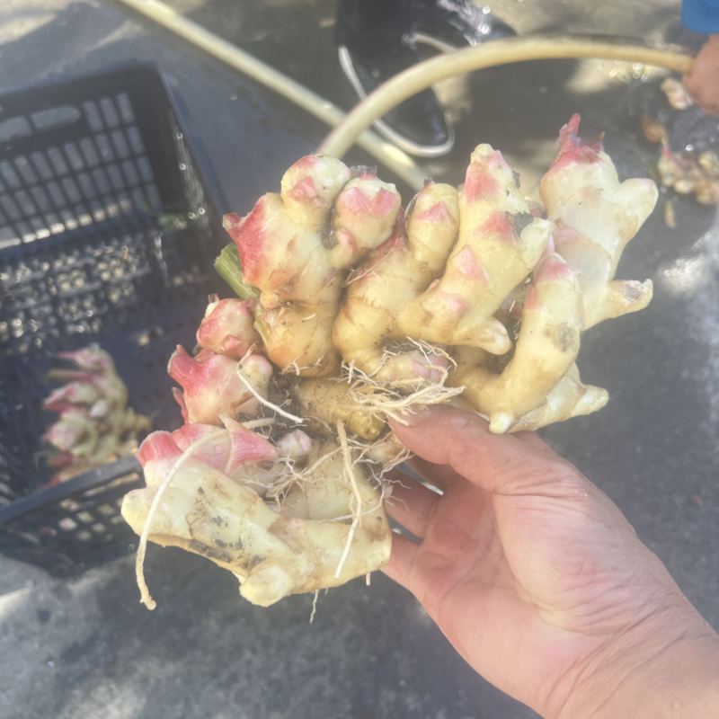 优质新鲜生姜