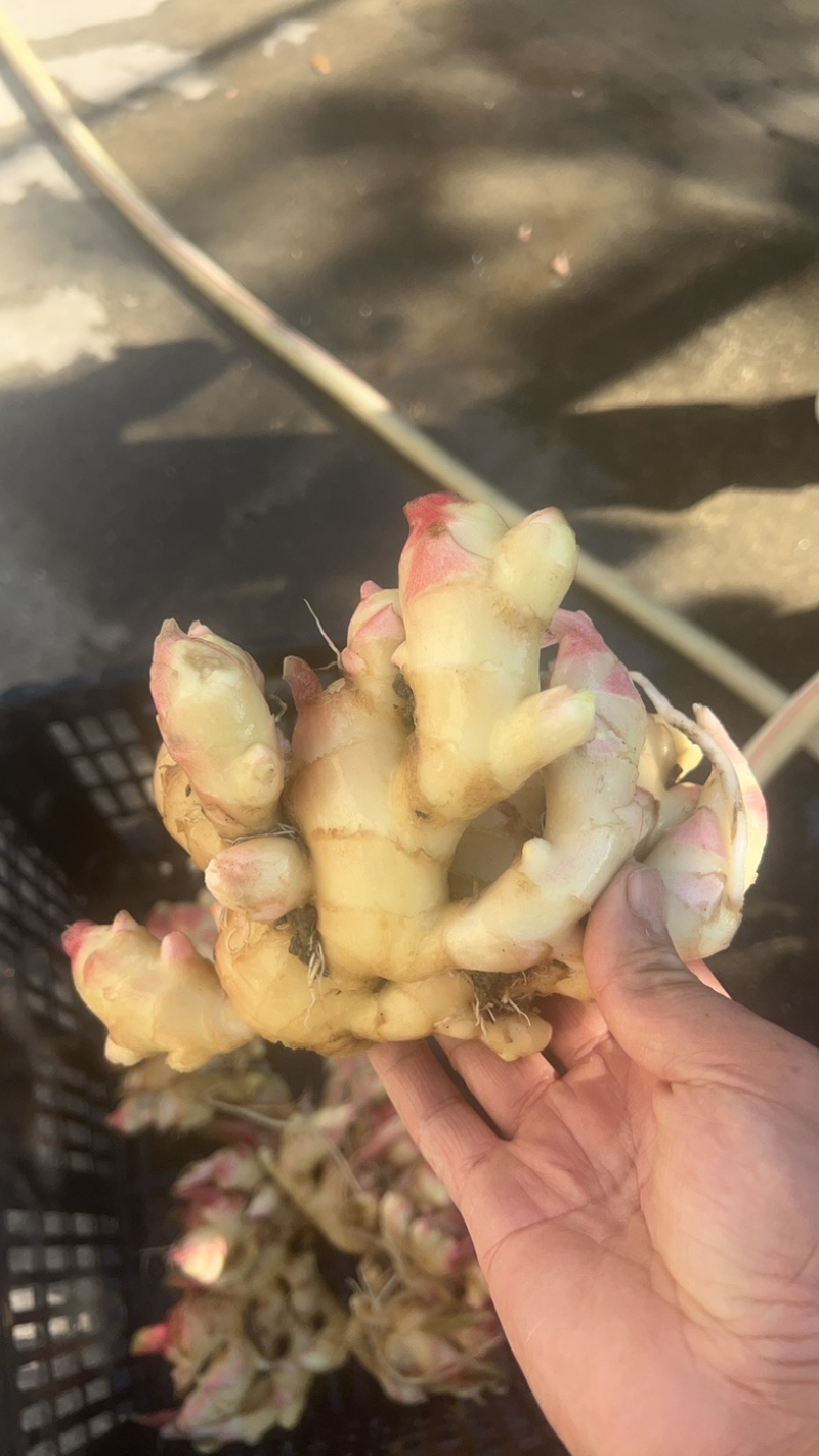 优质新鲜生姜