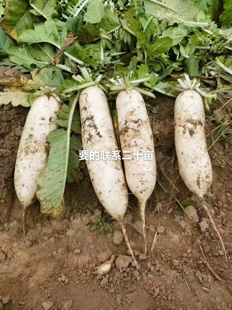 自家种的10亩白罗卜自种自销，除了上车价就没别的费用了