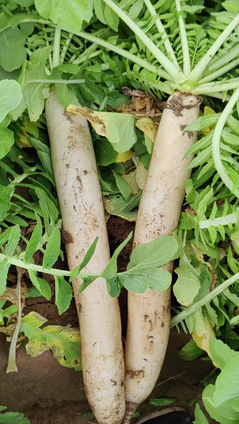 自家种的10亩白罗卜自种自销，除了上车价就没别的费用了
