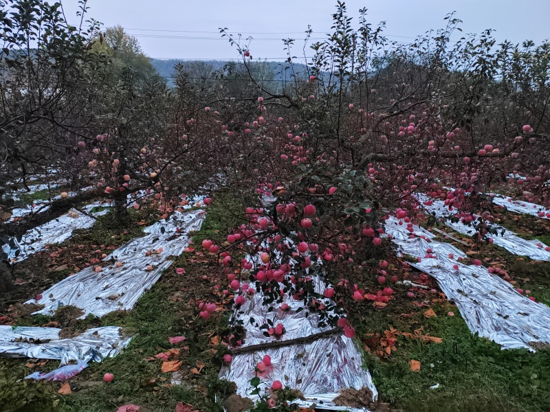 山东红富士苹果产地直销，条纹全红，规格齐全，口感脆甜量大