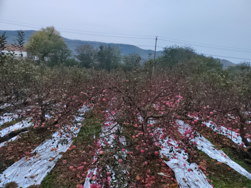 山东红富士苹果产地直销，条纹全红，规格齐全，口感脆甜量大