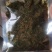 电商小凉菜满口香香椿