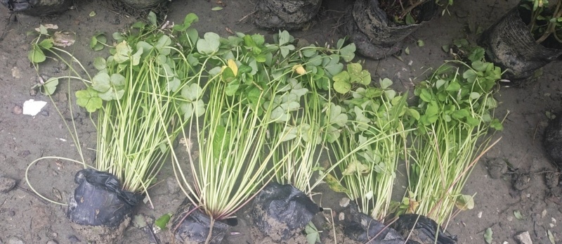 酢浆草杯苗，醡浆草，基地常年直销，大量出售