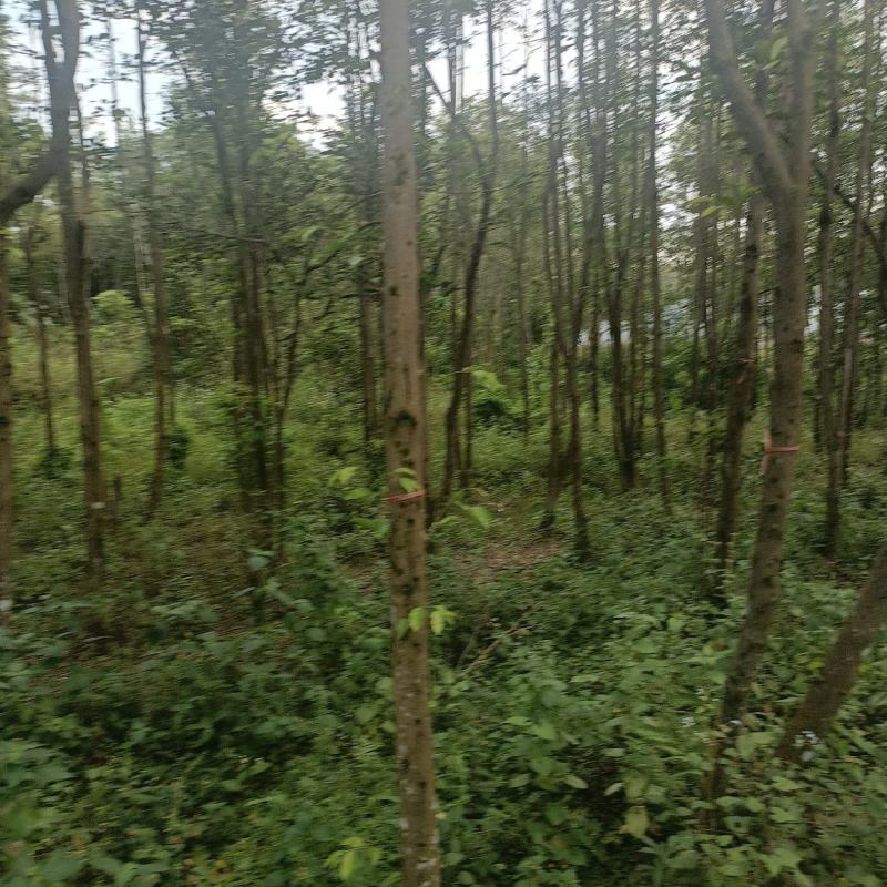奇楠沉香木