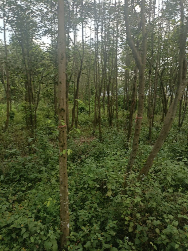 奇楠沉香木