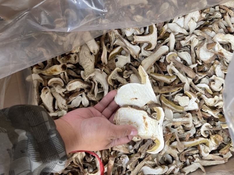 精品美味牛肝菌机烤片，低山生长，香味浓