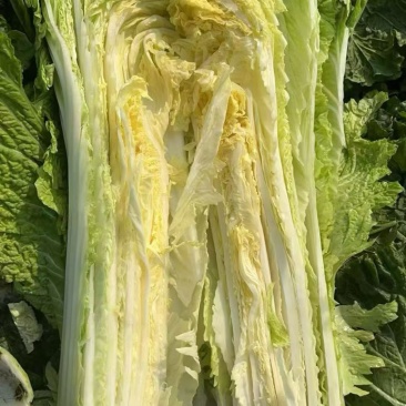 60青麻叶大白菜