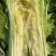 60青麻叶大白菜