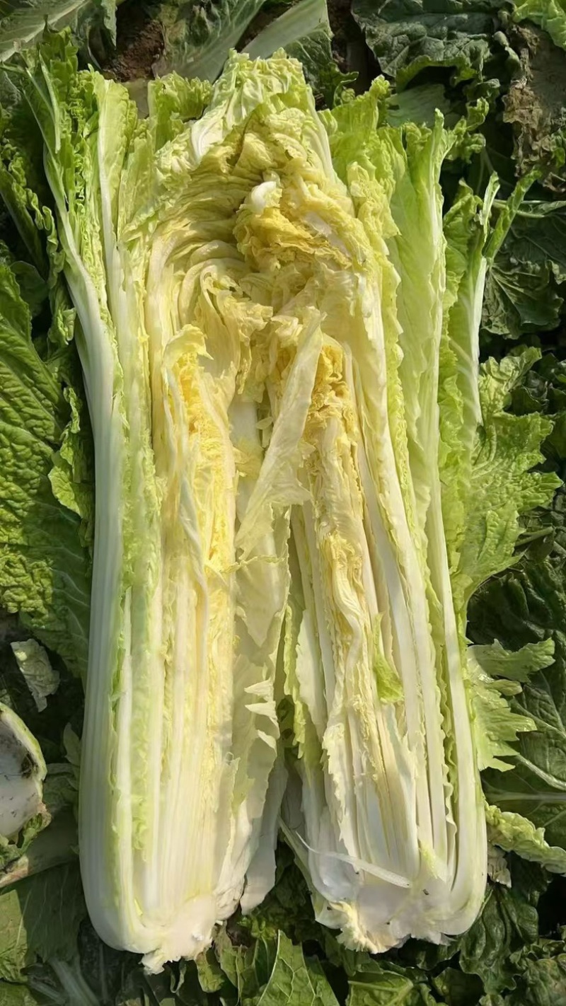 60青麻叶大白菜