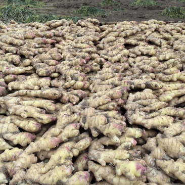 华州区精品生姜大量上市质量保证鲜姜现挖现卖支持视频看货