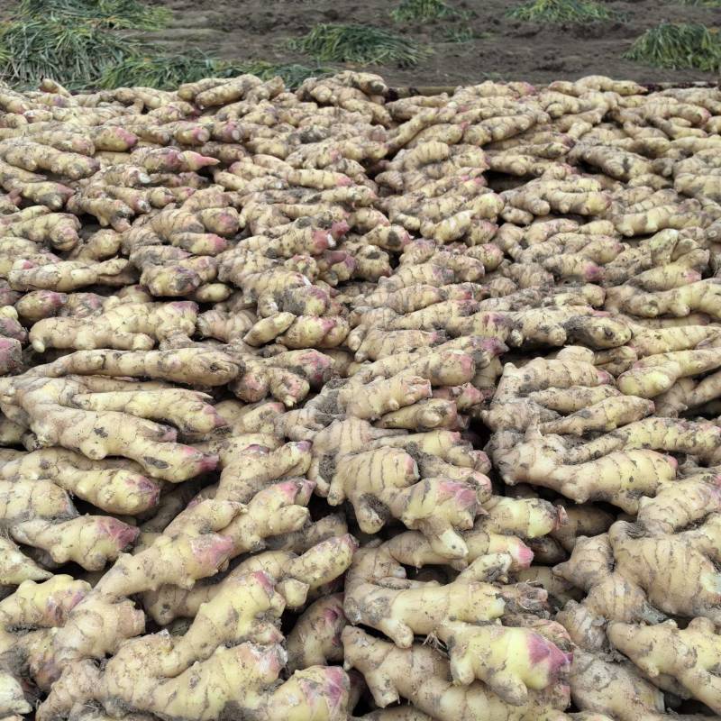 华州区精品生姜大量上市质量保证鲜姜现挖现卖支持视频看货