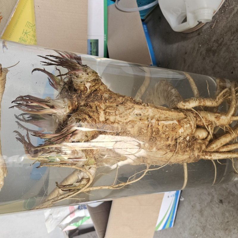 10000亩辣根种植协会