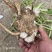 10000亩辣根种植协会