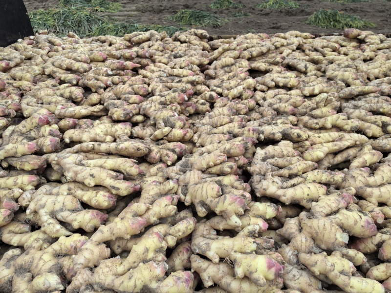 华州区精品生姜大量上市质量保证鲜姜现挖现卖支持视频看货