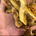 精品黄牛肝（黄香菌）机烤片，加工手选货