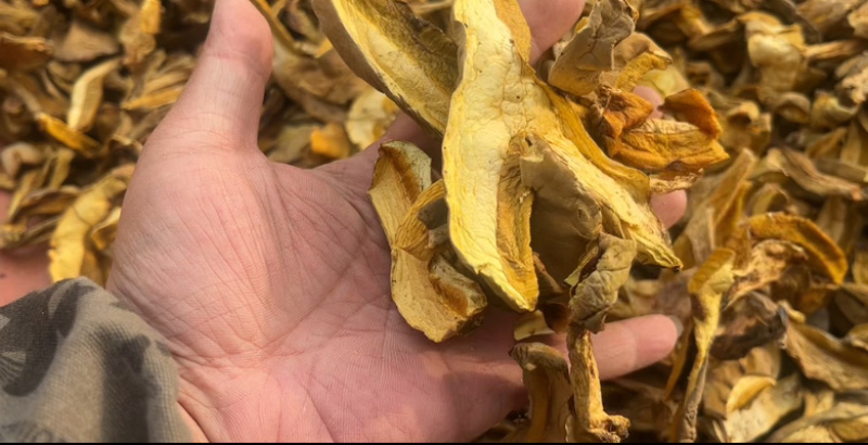 精品黄牛肝（黄香菌）机烤片，加工手选货