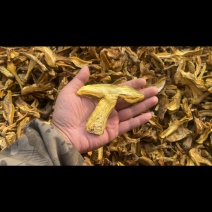 精品黄牛肝（黄香菌）机烤片，加工手选货
