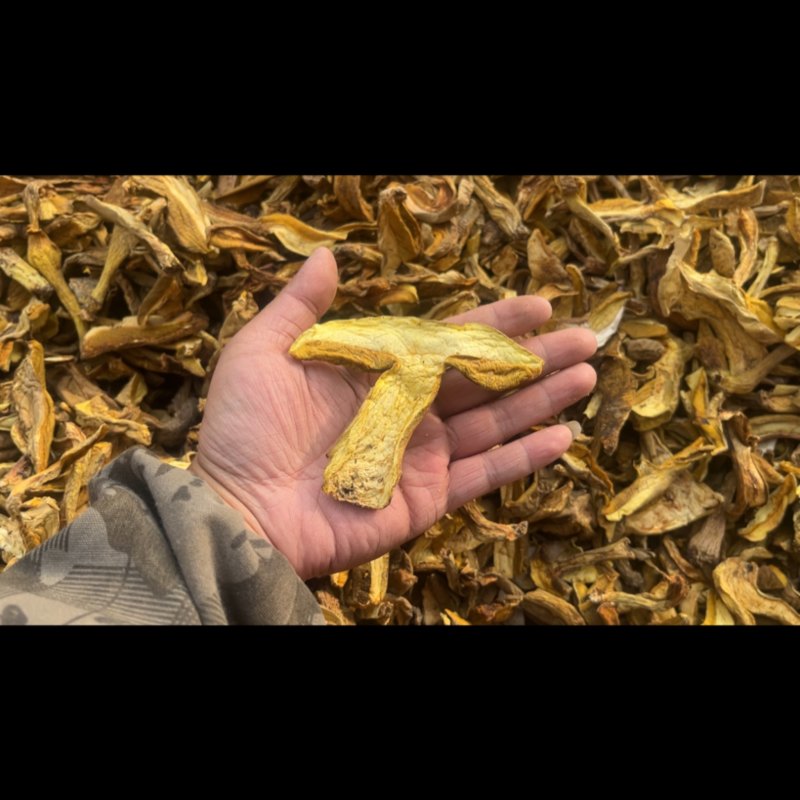 精品黄牛肝（黄香菌）机烤片，加工手选货