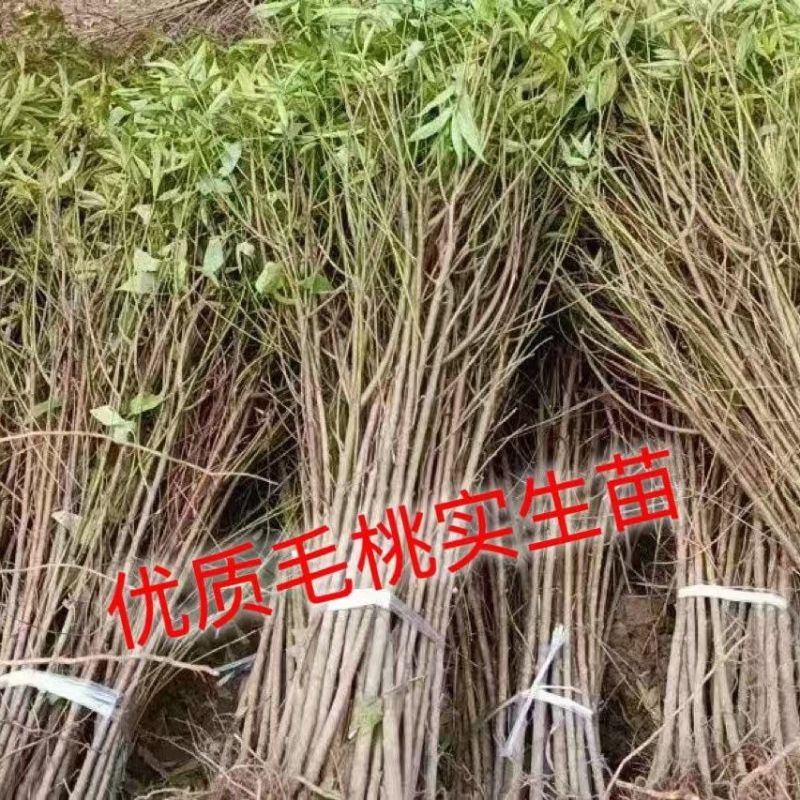 毛桃树苗实生苗野生桃树苗嫁接用苗嫁接各种桃，李，杏树苗