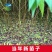 毛桃树苗实生苗野生桃树苗嫁接用苗嫁接各种桃，李，杏树苗