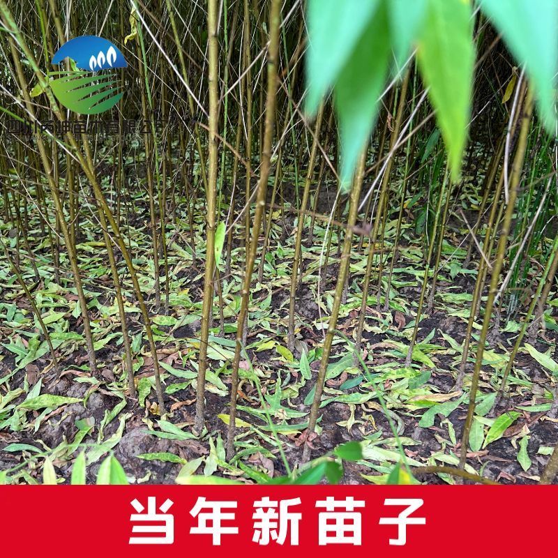 毛桃树苗实生苗野生桃树苗嫁接用苗嫁接各种桃，李，杏树苗