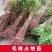 毛桃树苗实生苗野生桃树苗嫁接用苗嫁接各种桃，李，杏树苗