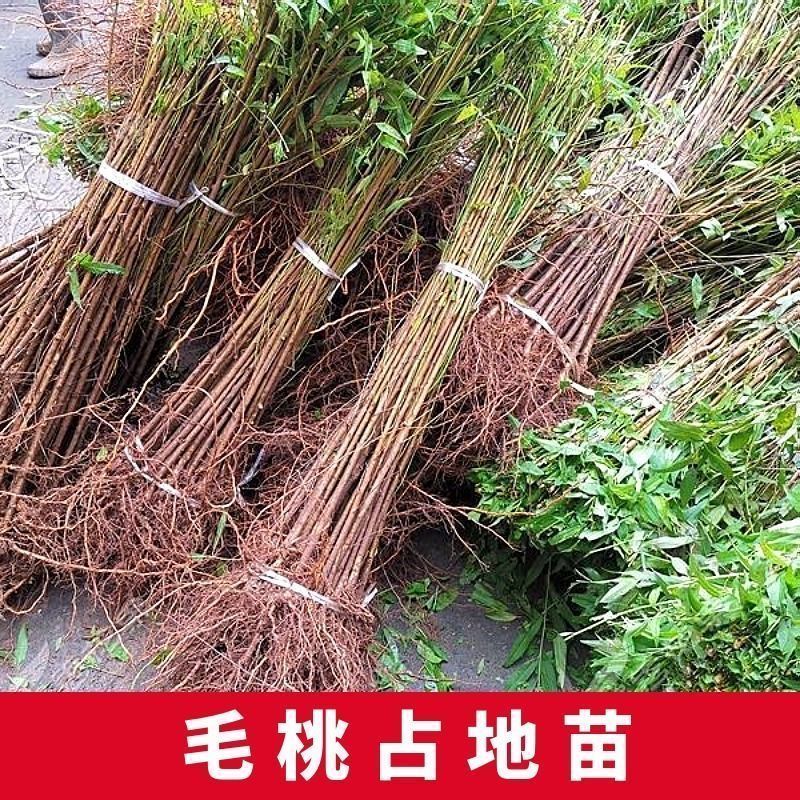 毛桃树苗实生苗野生桃树苗嫁接用苗嫁接各种桃，李，杏树苗