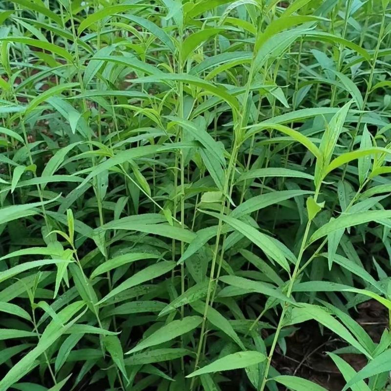 毛桃树苗实生苗野生桃树苗嫁接用苗嫁接各种桃，李，杏树苗