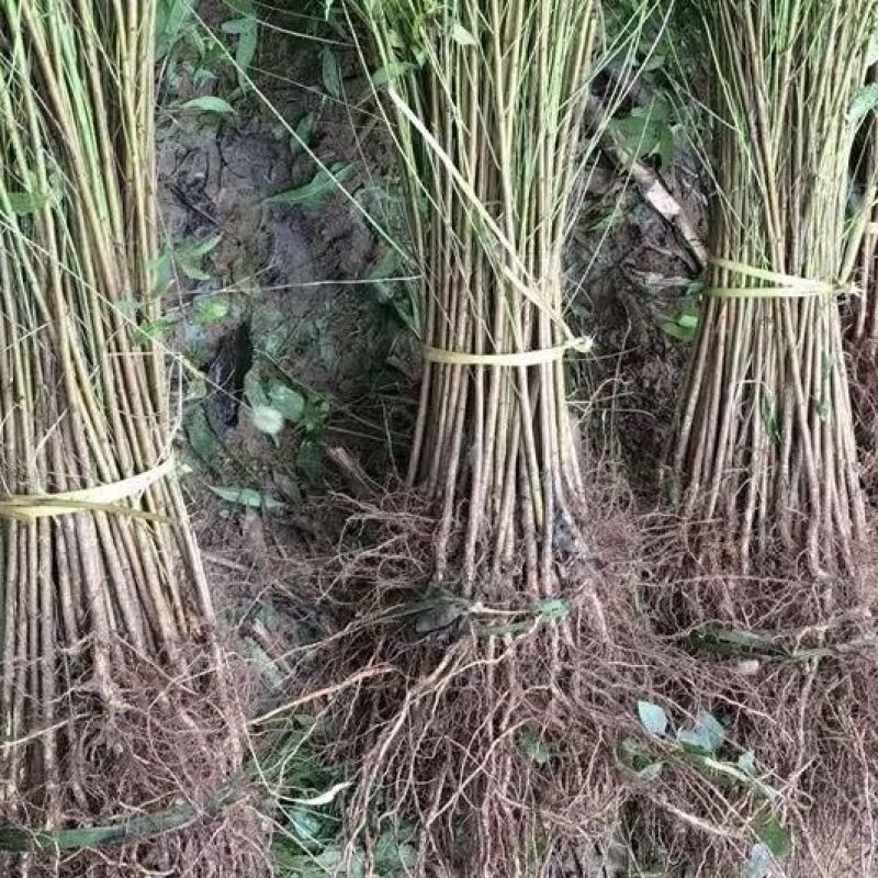 毛桃树苗实生苗野生桃树苗嫁接用苗嫁接各种桃，李，杏树苗
