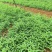 毛桃树苗实生苗野生桃树苗嫁接用苗嫁接各种桃，李，杏树苗