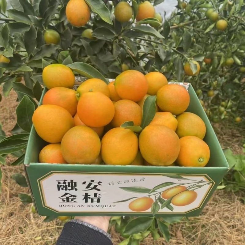 广西融安金桔(一件代发)内蒙东三西北不加价直发